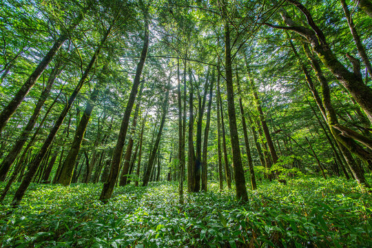 ローアングルで撮影した、太陽光の差し込む新緑の森林 © chikala