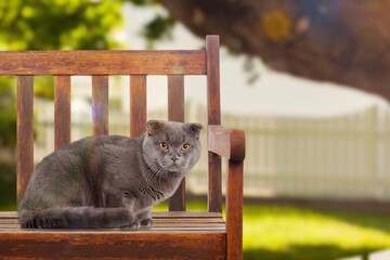 Cute young cat lying on wooden chair on outdoor