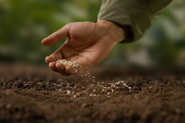Expert farmer sowing seed on a good soil. grow vegetable and flower at garden concept. - obrazy, fototapety, plakaty