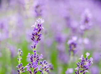 Obraz premium Background from violet lavender in the garden