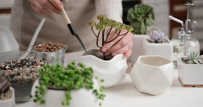 Woman adding soil into pot with Aeonium house while planting potting