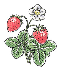 Hand-drawn strawberry plant with leaves and a flower