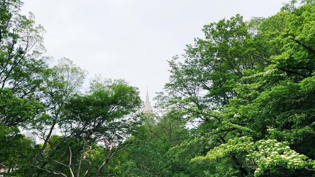 明治神宮　宝物殿前芝地から望むNTTドコモ代々木ビル