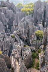 Tall rocks formations of limestone in The Stone Forest located in Shilin Yi Autonomous County of Yunnan Province in China, Asia, UNESCO World Heritage Site