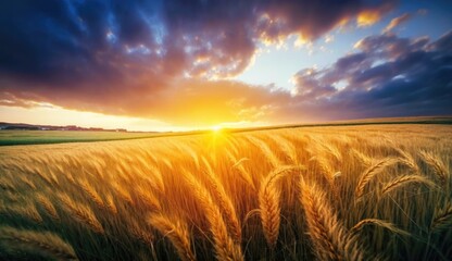 Obraz premium Golden field of harvest
