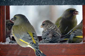 A flock of greenfinches and common redpolls sitting inside of a bird feeder and eating sunflower seeds, snowy weather, blurred background