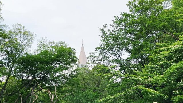 明治神宮　宝物殿前芝地から望むNTTドコモ代々木ビル