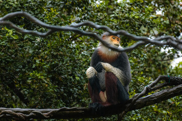 Red-shanked Douc- Langur on a tree on a rany day, copy space for text