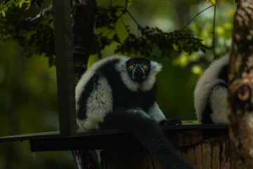 Portrait of black-and-white ruffed lemur on a rainy day