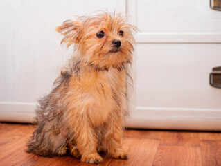 A dog of the Yorkshire terrier breed sits on the floor in a room against the background of a blurred chest of drawers. The puppies are four months old. He is very cute and fluffy. The photo is blurred