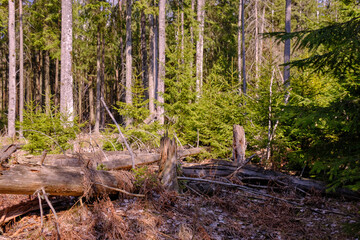 Coniferous forest in spring