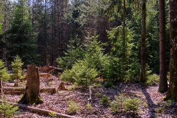 Coniferous forest in spring
