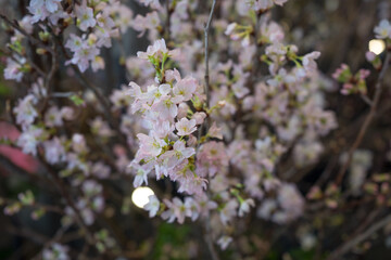 ピンク色の桜の花