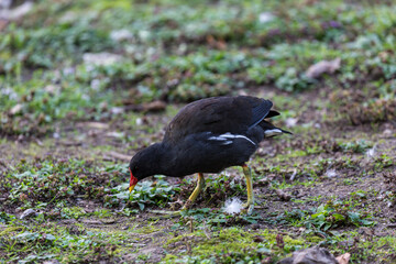 Common moorhen walking on a grass field