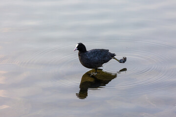 Common moorhen on stone in a lake
