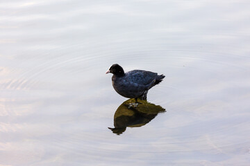 Common moorhen on stone in a lake