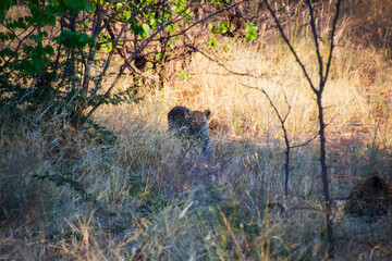 Leopard Cub in the Bush, Tuli Block, Botswana