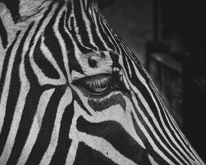 Fototapeta na wymiar Scenic view of a zebra's eye