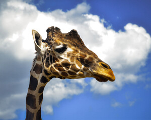lonely giraffe looking at the horizon