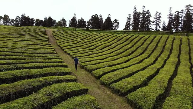 Tourist walk through tea plantation in Sao Miguel island.
