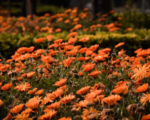 Field of orange flowers in spring