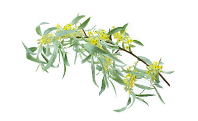 Flowering branch of a tree close-up isolated on white background. Elaeagnus angustifolia, commonly...