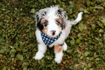 Bernedoodle Puppy Wearing Star Bandana
