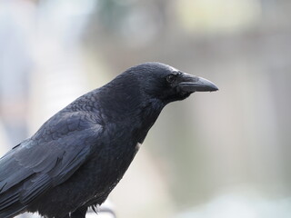 ハシボソガラスの横顔