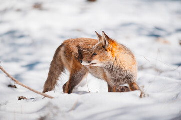 a Fox in the snow