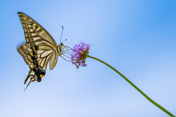 青空と蝶