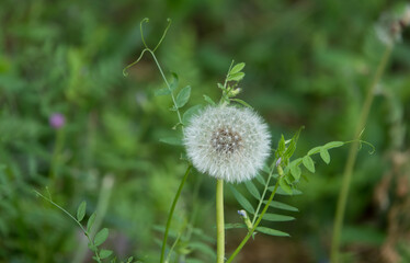 민들레 꽃이 지고 난 후의 하얀 민들레 홀씨
