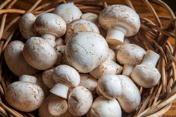 Mushrooms after picking in a wooden basket...the sun shines on the mushrooms...