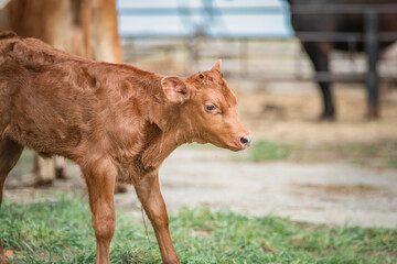 Fototapeta premium A young beautiful thoroughbred calf on a farm.