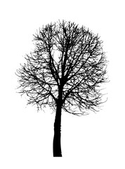 Black silhouette of a bare tree . Vector illustration