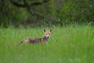 A magnificent  wild Red Fox, Vulpes vulpes, hunting in a meadow. 
