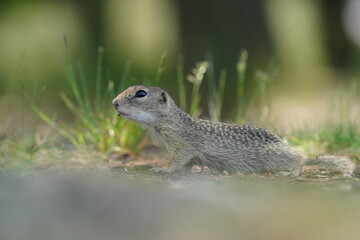 Young european ground squirrel in the nature habitat. (Spermophilus citellus). Wildlife scene from european nature. - obrazy, fototapety, plakaty