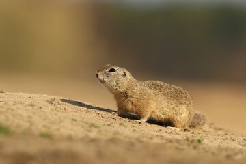 Little european ground squirrel sitting in the gground. (Spermophilus citellus). Wildlife scene from nature.