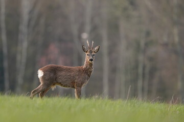 A beautiful roebuck grazing on the meadow. Wildlife scene with a horn animal. Capreolus capreolus