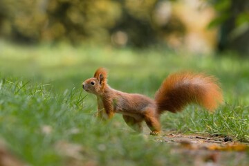A cute european red squirrel standing on the meadow.  Wildlife in spring forest. Sciurus vulgaris.