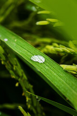 The trees are very green