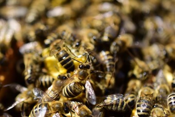 Bienen, Honigbienen, makro im Bienenstock