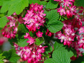 Blühende Blut-Johannisbeere, Ribes sanguineum, im Frühling