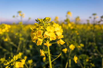 yellow rapeseed field