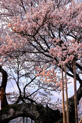 高山神代桜