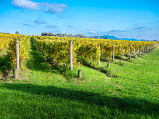 Fototapeta na wymiar Angled Autumn Vineyards