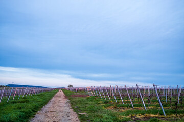 vineyard in early morning light