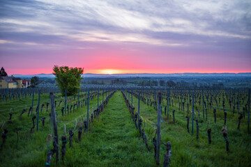 Fototapeta na wymiar vineyards at sunrise