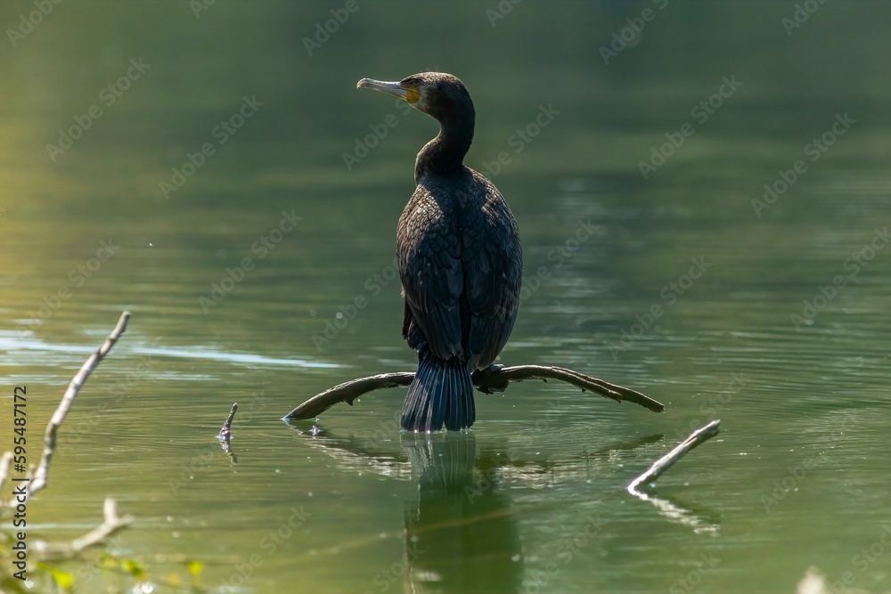 Wall mural Great cormorant