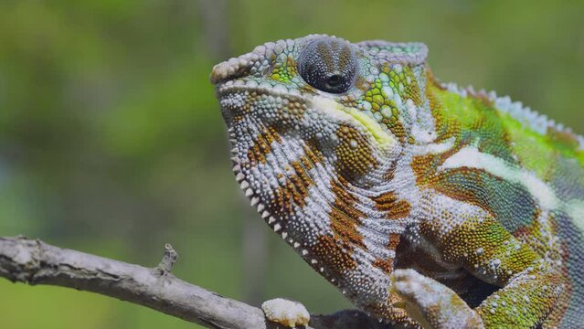 Portrait of chameleon sits on tree branch and looks into the cameron green trees background. Panther chameleon (Furcifer pardalis)