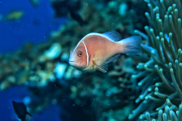 small colorful coral fish on the reef underwater tropical wildlife